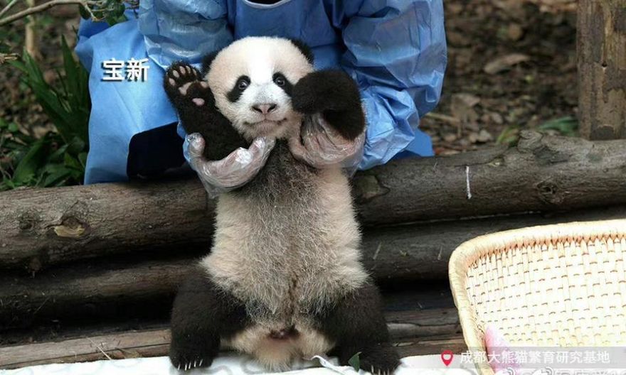 成為「大貓熊飼養員」困難重重　收數百份履歷錄取率仍為「0」