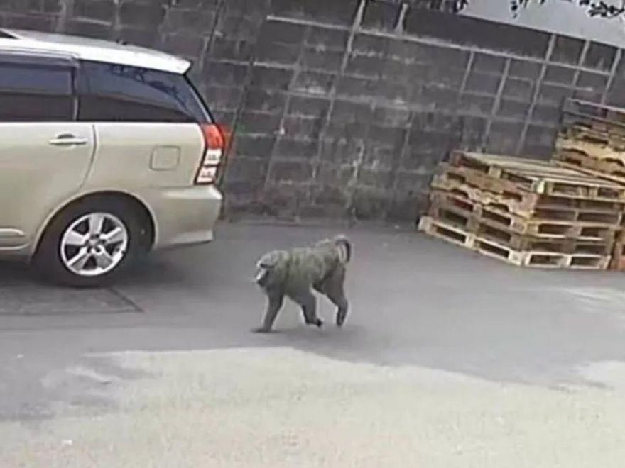 六福村養「163隻狒狒」！內行曝原因暖哭眾人：佛心來著