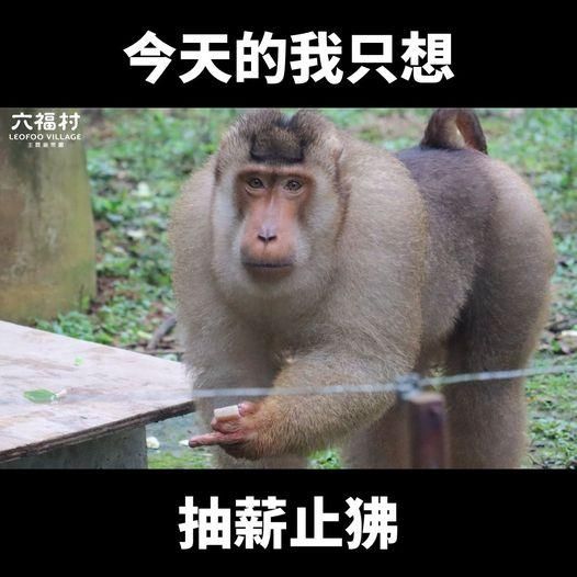笑噴！落跑狒狒殃及無辜六福村　小編有才狂玩諧音哏喊累「讓我當個狒物吧」