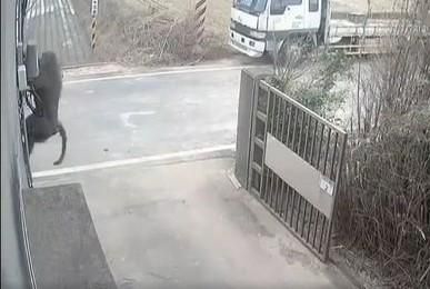 「找寵物溝通師」勸狒狒回頭是岸！　網點1關鍵：先有此前提