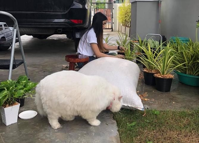 喵星人胖的「比肥料袋還大」　8歲萌貓狂吸6萬粉朝聖