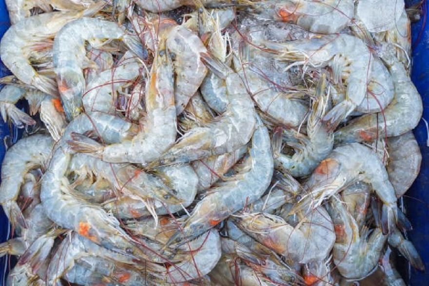 貝里斯白蝦等水產即起開放輸台　享零關稅