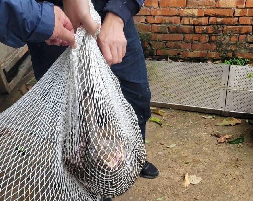 快訊/釐清狒死真相！槍手是合法獵人　驚爆：接到竹縣府農業處電話