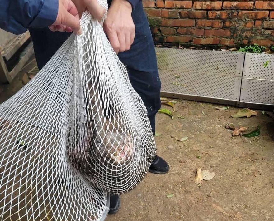 狒狒遭獵人槍殺！　張善政今發聲「感到非常遺憾」