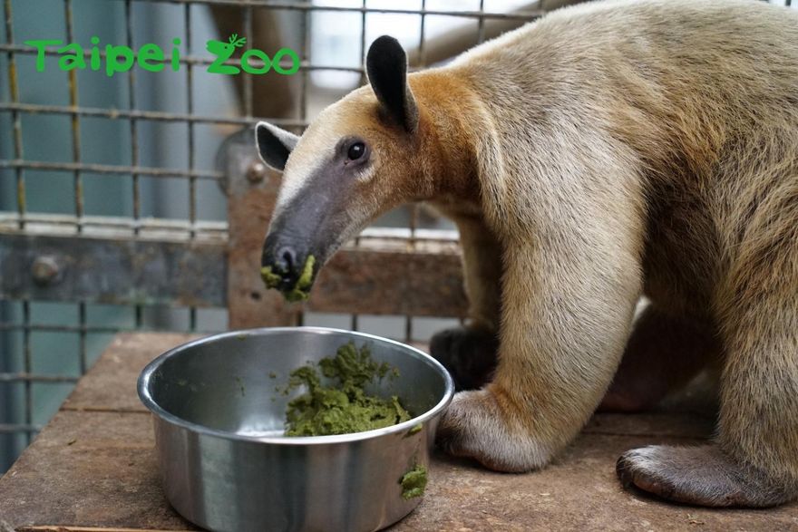 知名脫逃動物一次看！最強烙跑王是牠　這一隻「出現」最令人震撼