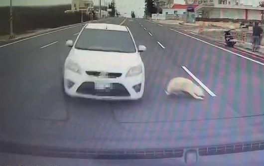 影/閃狗慘失控！澎湖轎車衝撞對向國小校車　2人傷所幸幼童沒事