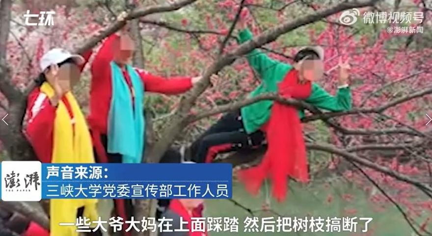 桃樹「掛滿」大媽登熱搜...打卡景點驚傳樹木倒塌　網批：太早退休沒事做？