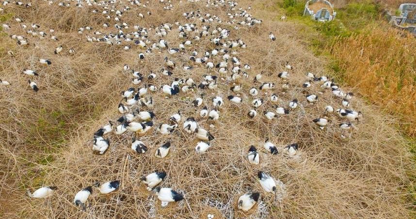 六福村動物出逃非首次！6埃及聖䴉越獄大繁衍　花7400萬移除全民買單