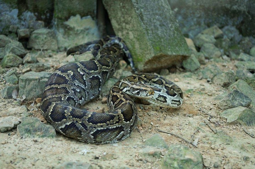大陸華南6000年蛇骨堆揭密史前人類菜單　「燒烤蛇肉」是常見餐點