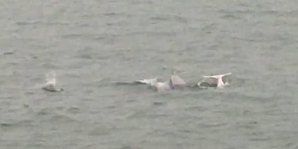 影/是台灣白海豚欸！清明連假首日「海上粉紅超跑」成群現　海巡搖滾區直擊驚喜快拍