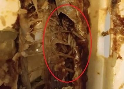 噁！孕婦齋戒月市集上買魚　魚肚內佈滿蛆蟲以為是「生米」吃下肚