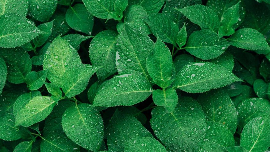 植物「壓力過大」真的會尖叫！每小時叫50次　吃素的人聽不到