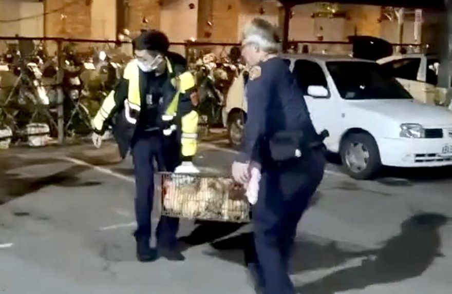 天降奇雞！運雞車整籠雞掉落路面　警員扛12隻雞找到主人
