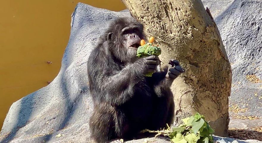 影/最壞身教！男童丟食物餵黑猩猩　家長竟「拍手叫好、支援食物」