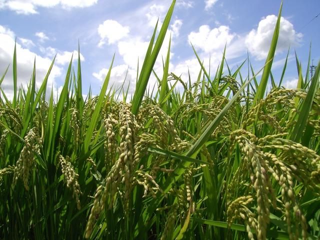看綠色著的可以護眼嗎？醫曝「6招」護眼撇步最有效