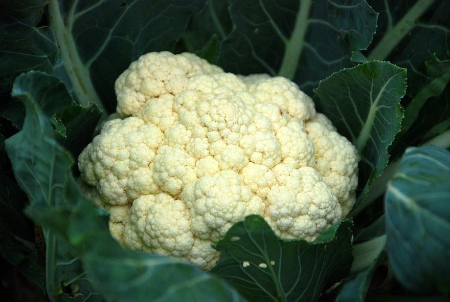 下體長花！病毒留體內恐復發　醫曝「1狀況」暴風生長