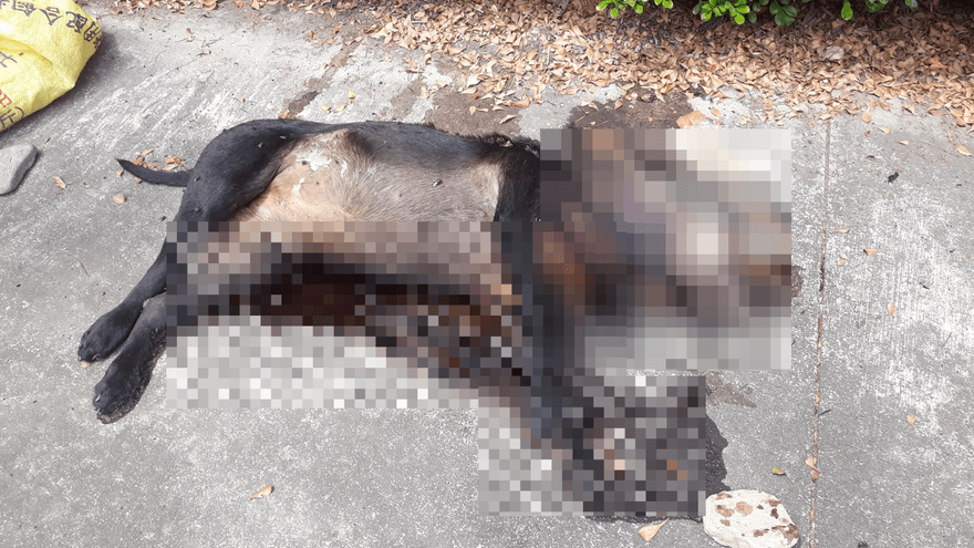 屏東驚傳恐怖虐狗！徒手勒殺又下毒　網友：揪出來告死她