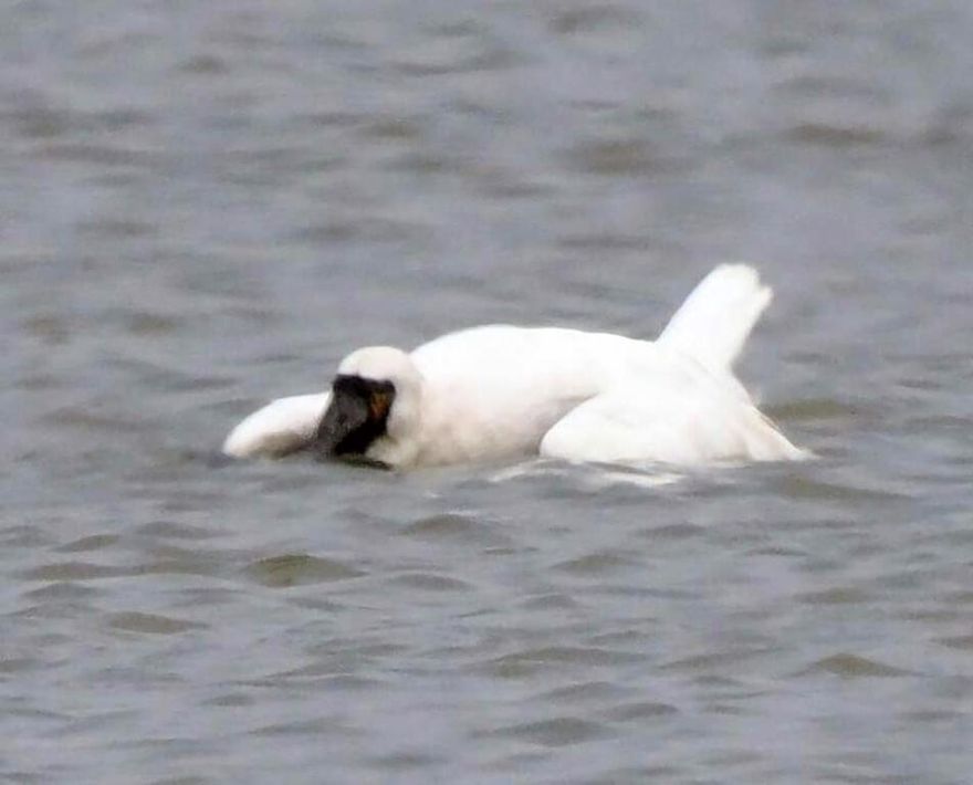 黑面琵鷺「軟頸、翅膀下垂」癱臥布袋濕地！疑肉毒桿菌中毒搶救中
