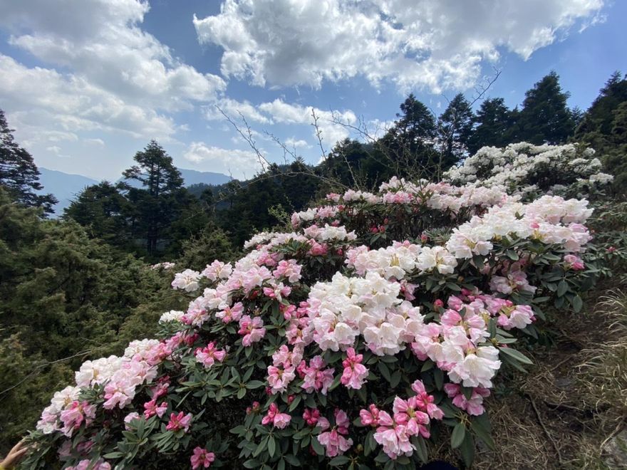 合歡山杜鵑花季登場！假日實施高乘載通行措施　車少未實施流量管制