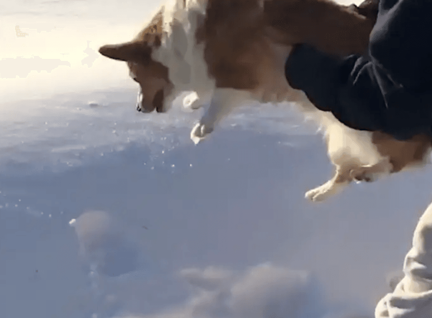 影/驚爆！柯基被飼主「萬里高空墜落」竟奇蹟生還…網傻眼：真的嚇歪