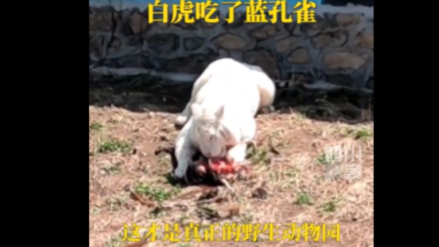 影/真「野生」動物園！放養孔雀「主動獻身」白虎享用　遊客嚇歪：牠把同事吃掉了～