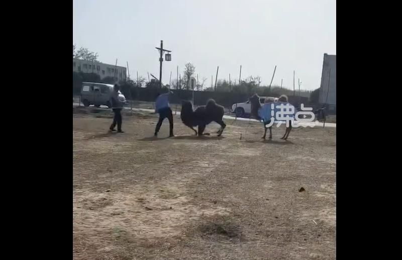 影/「嘴腫淌血」駱駝遭景區人員棒打慘叫下跪　網友拳頭硬：拒絕動物苦力
