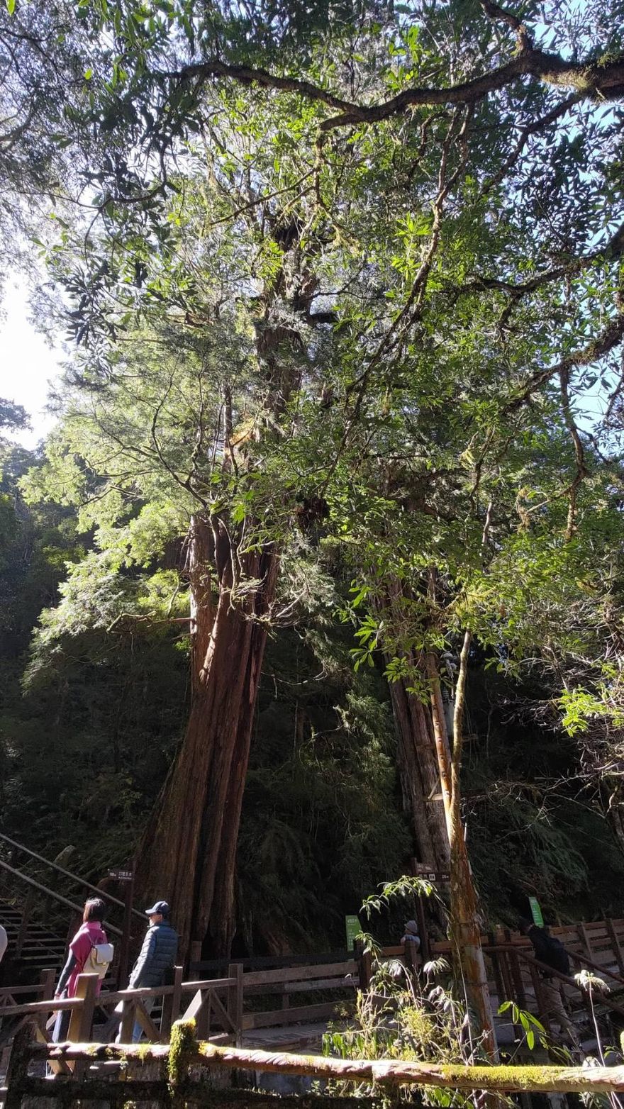拉拉山森林遊樂區4/18開園！沐浴芬多精、賞千年巨木　可搭社區接駁車