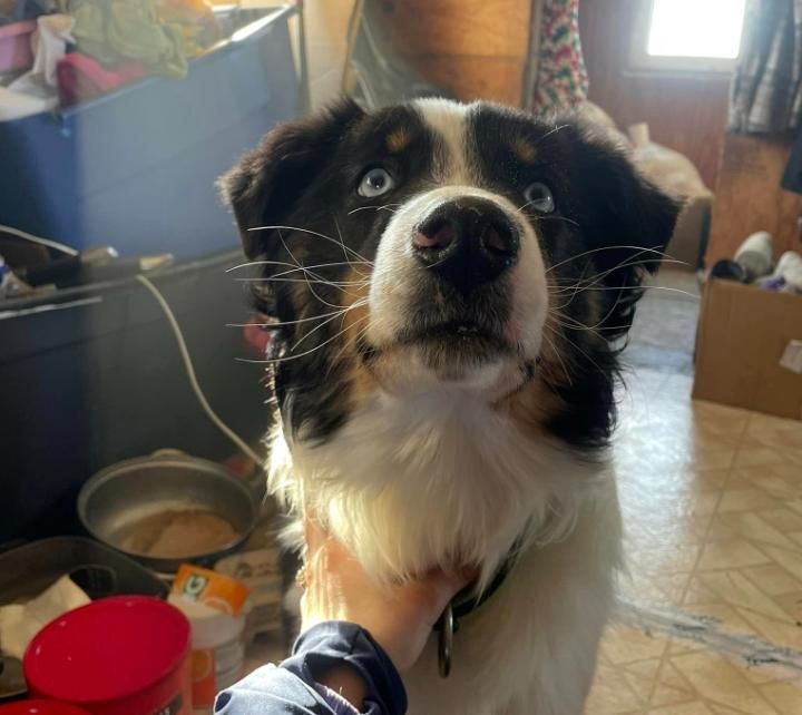 奇蹟！1歲牧羊犬失蹤1個多月　橫渡海峽「241公里外」鎮上被找到