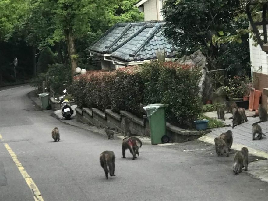 獼猴成群出沒汐止逛大街　動保處現身說法「如何趕猴」