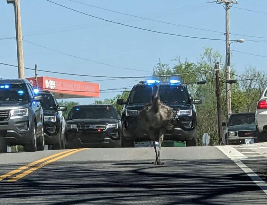 影/你追我跑！田納西州小鎮寵物鴯鶓脫逃   時速64公里害四輛警車狂追
