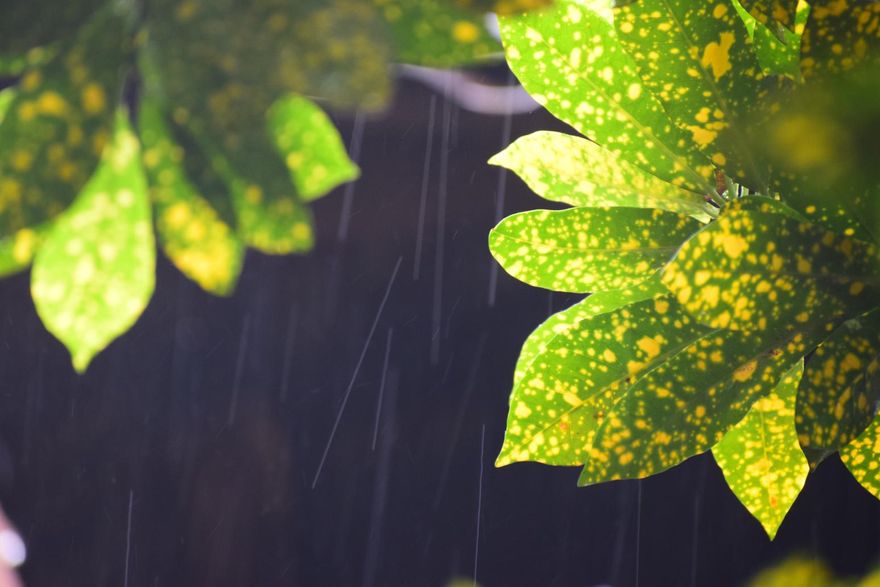 周四迎「穀雨」！命理師曝「6生肖」強運　TOP 1發大財