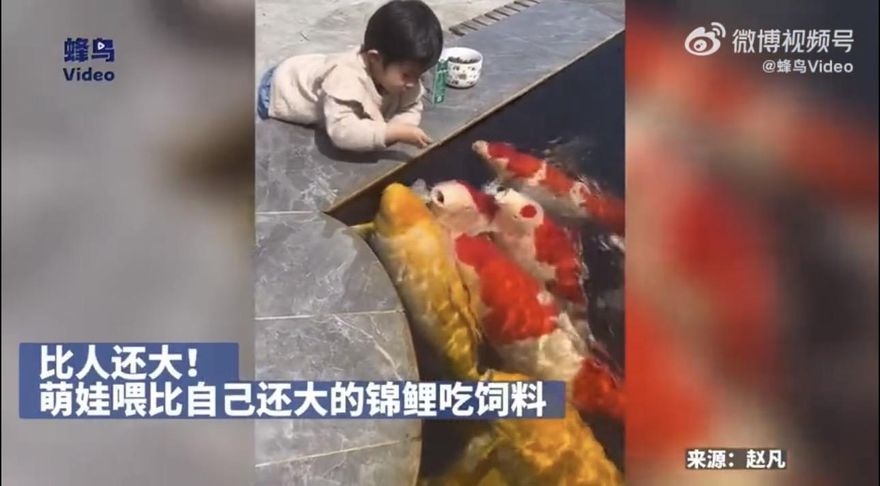 比人還大！2歲娃池邊餵「超巨錦鯉」　網友笑噴：這是甚麼豬！