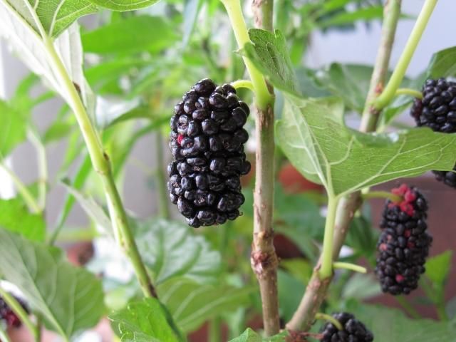 把握桑椹季！營養師教你「這樣做」補鈣又能抗氧化