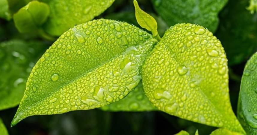 穀雨「7大禁忌」別踩！專家：千萬不能動怒　加碼1求財祕法