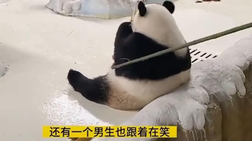 不能等牠吃完？飼養員「竹竿戳打大貓熊」　催促回籠手法惹民怨
