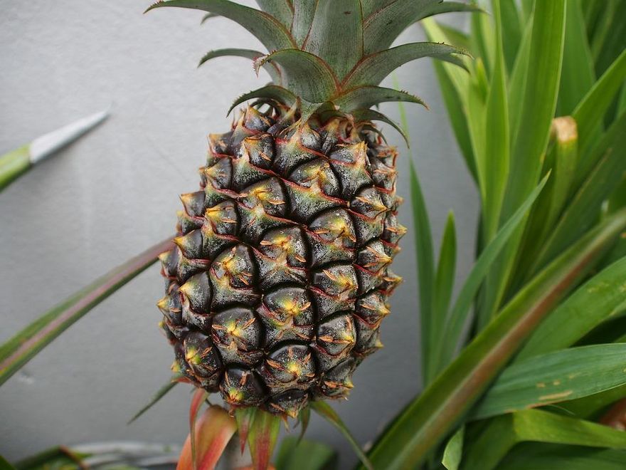 班班吃鳳梨！20校採購100噸鳳梨　農糧署做出回應