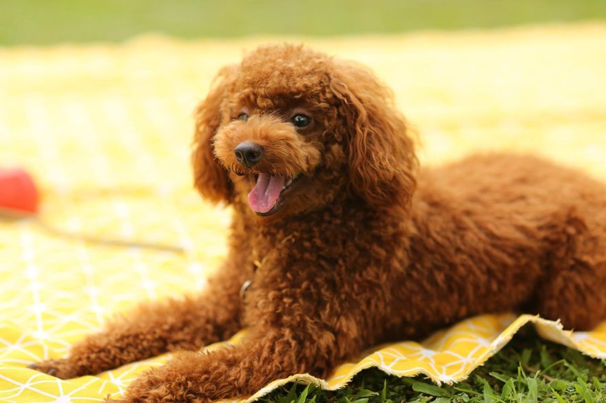 愛犬送寵物美容竟「舌頭少一截」　女子求償遭拒怒提告…店家回應了