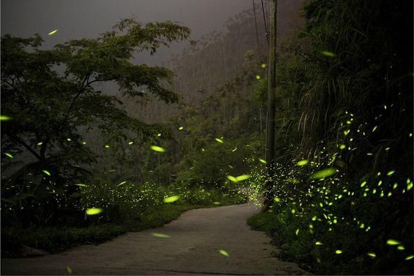 台南梅嶺賞螢季4/29開跑！奇幻「綠色星空」線上預約　一次看懂時間路線