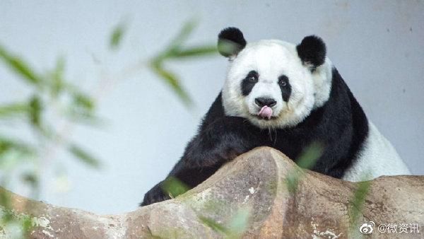 旅泰大貓熊「林惠」去世！得年21歲　生前曾被目擊鼻子出血、頸部有血跡