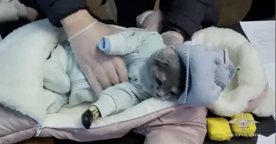 運毒新招！俄羅斯女子將貓打扮成嬰兒「衣服裡塞滿毒品」　警方破獲看傻眼