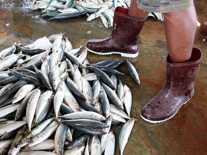 日本扇貝、丁香魚驗出重金屬「鎘」超標！近150公斤貨量需銷毀