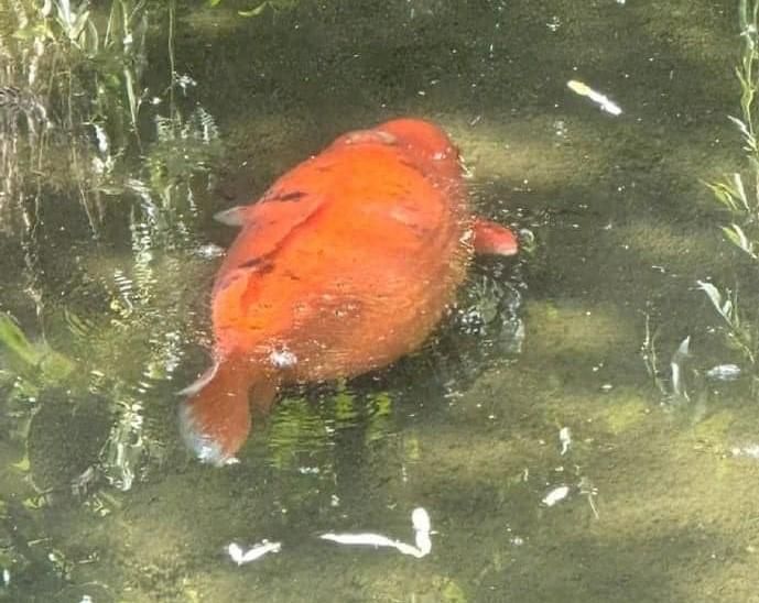 阿嬤養的？水池驚見「超肥鯉魚」　網笑翻：以為是木瓜