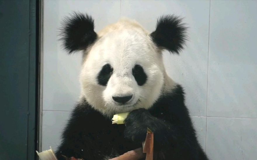影/潦草「丸子頭」走了…貓熊小丫尿毒症去世　網慟：掃把頭得那隻啊