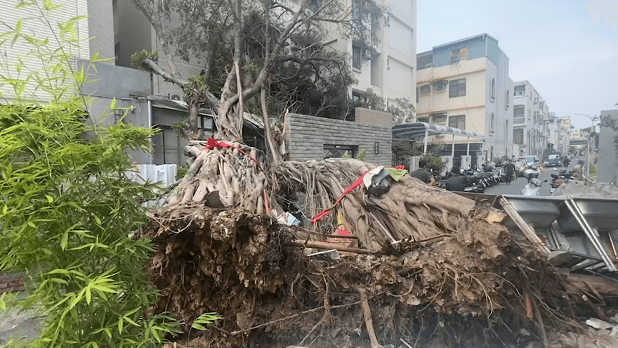 影/連根拔起！永康大橋車站百年老榕突倒塌　幸連假無人波及