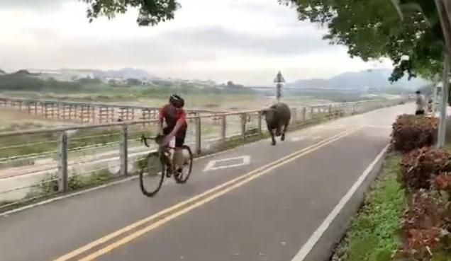 樹林奔牛節？河濱公園大水牛狂追紅衣單車男　高灘處籲：勿靠近、餵養