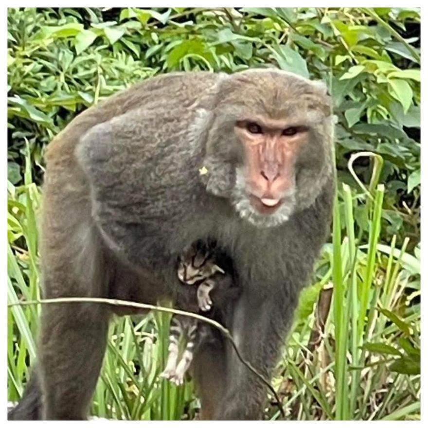 汐止獼猴抓奶貓「倒栽蔥」拖行！沒吃沒喝3天快不行　垂死畫面曝光