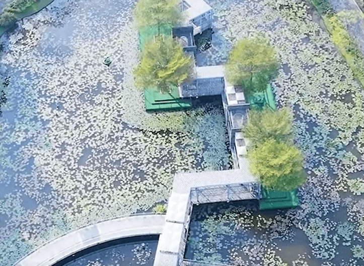 影/只見垃圾不見花！付310元入園賞荷成冤大頭　怒批「來看垃圾場」