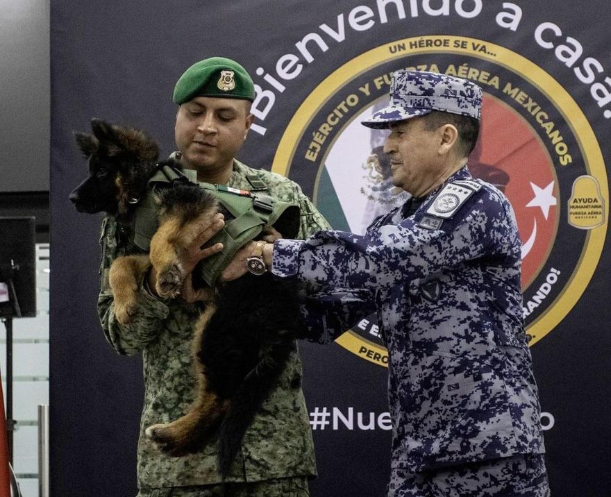 影/墨國搜救犬地震搜救中殉職　土耳其致贈德牧幼犬以表感激