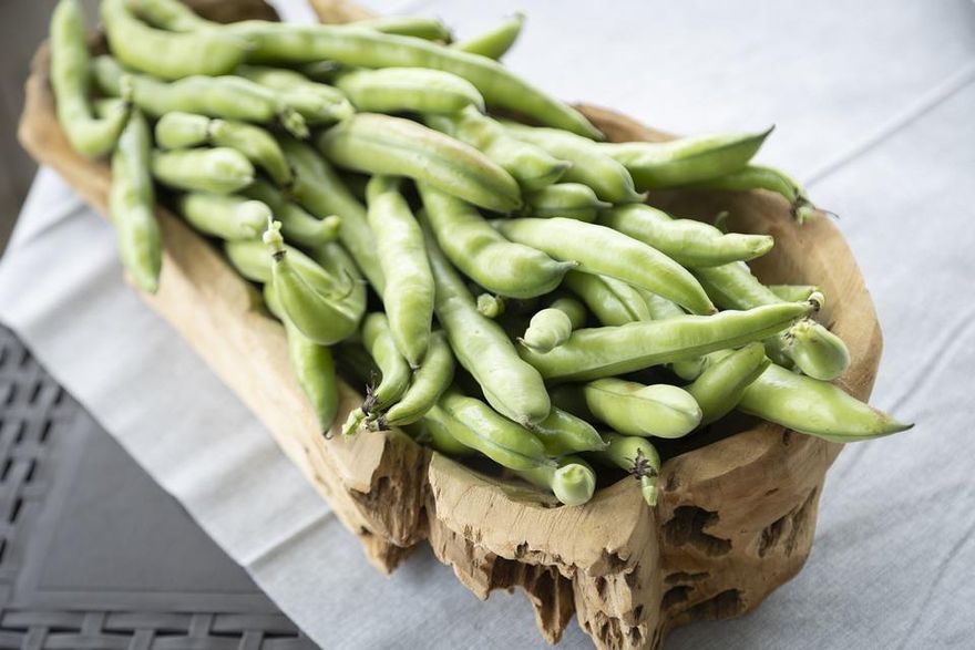 傻傻分不清楚！菜豆勿生食　農委會：含皂素及凝集素小心腹痛