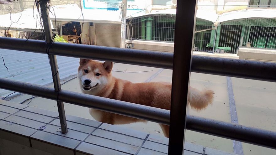 怎麼跑上去的？柴犬站在2樓遮雨棚哀號　警助脫困、牠開心笑